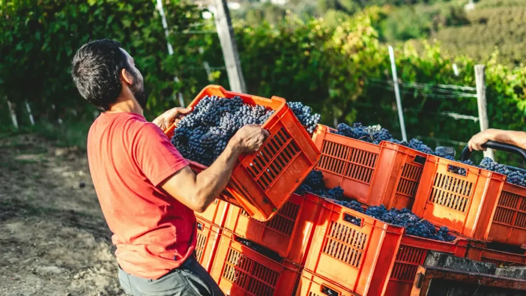 Vendangeur qui porte des caisses de raisin dans les vignes